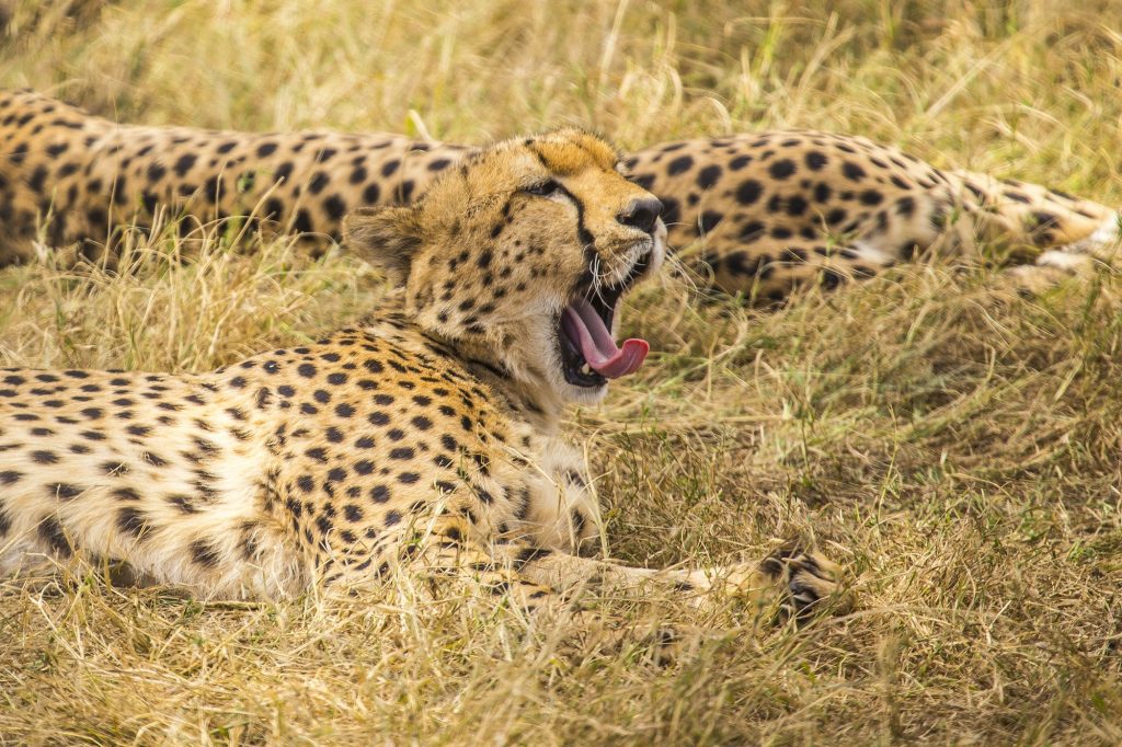 A tired cheetah in the Masai Mara. Kenya