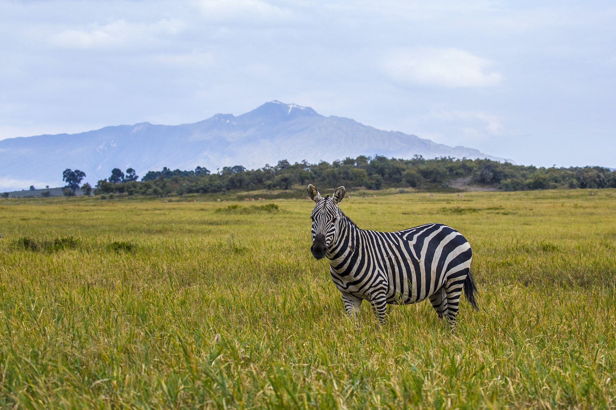 A zebra and background in mount at Hell's Gate Park in Naivasha, Kenya