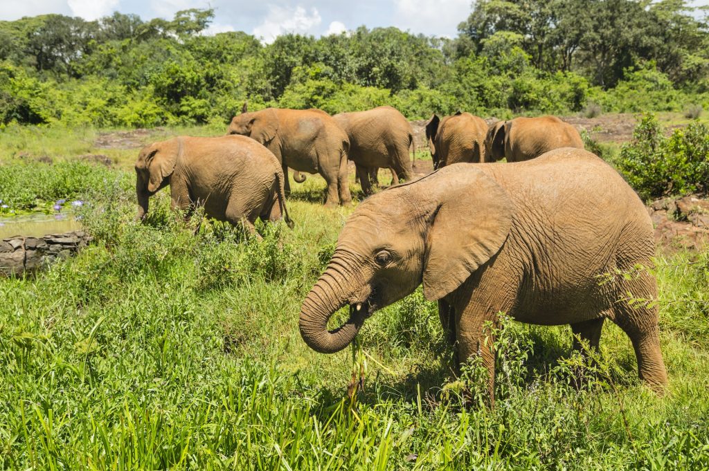 Baby Elephants in Nairobi National Park, Kenya