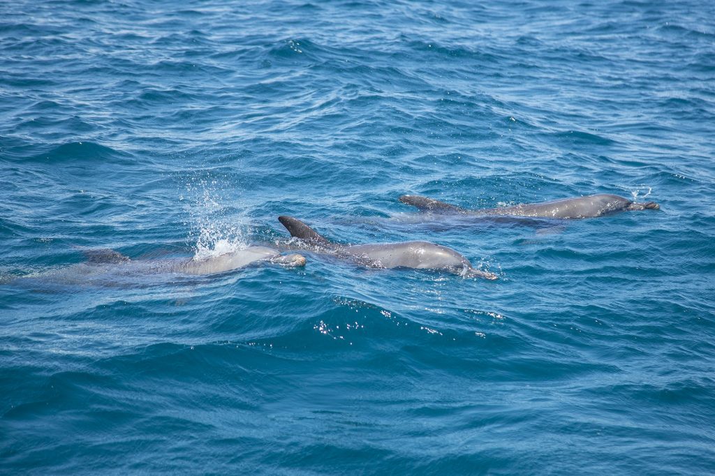 Dolphins on the island of Wasini. Kenya