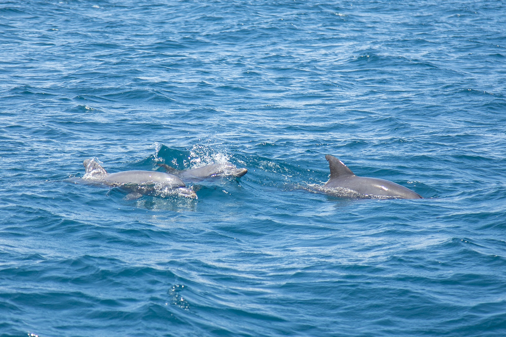 Dolphins on the island of Wasini. Kenya