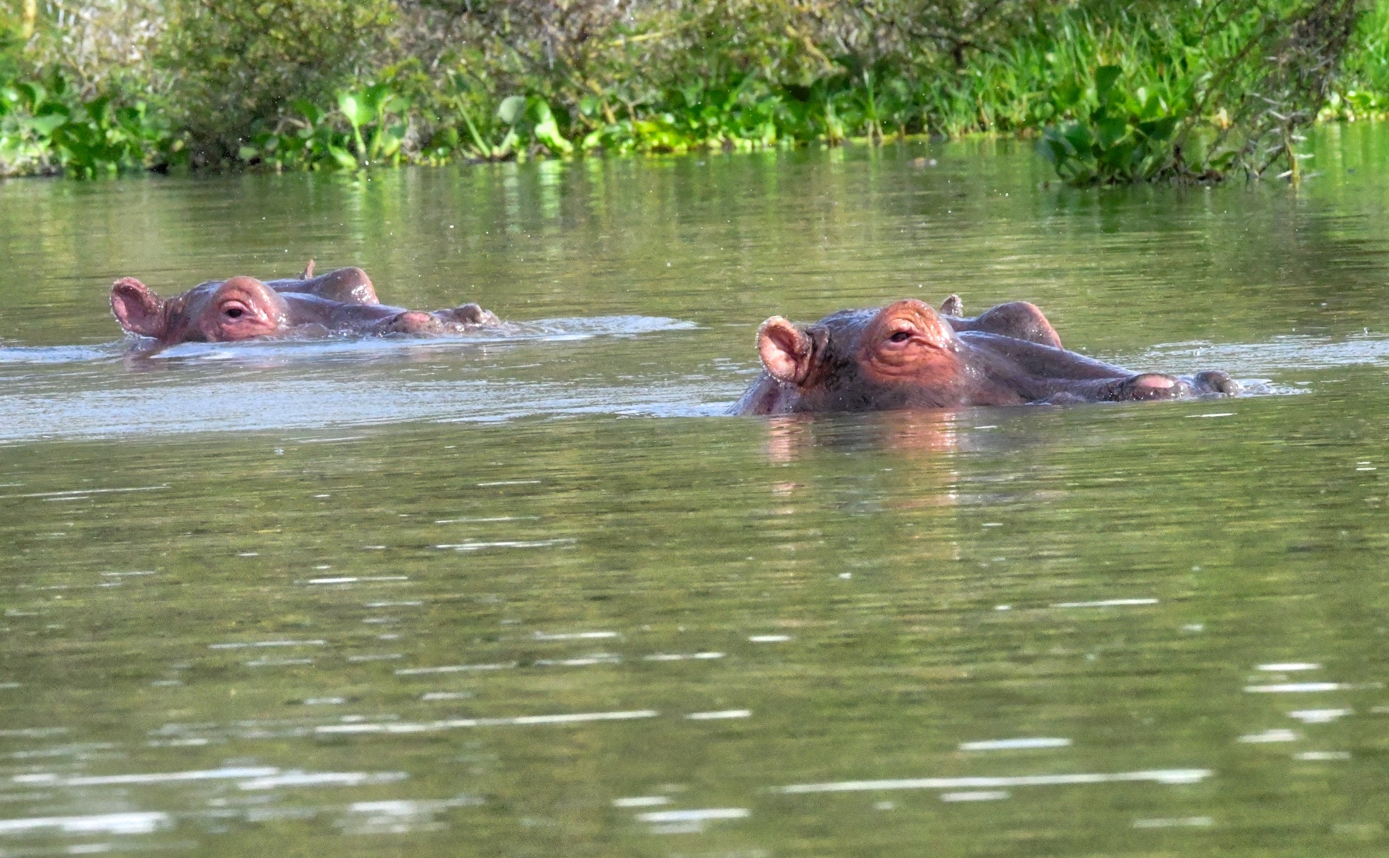 Pair of hippos swimming in Lake Naivasha Kenya. Green waters. Dangerous wild animals