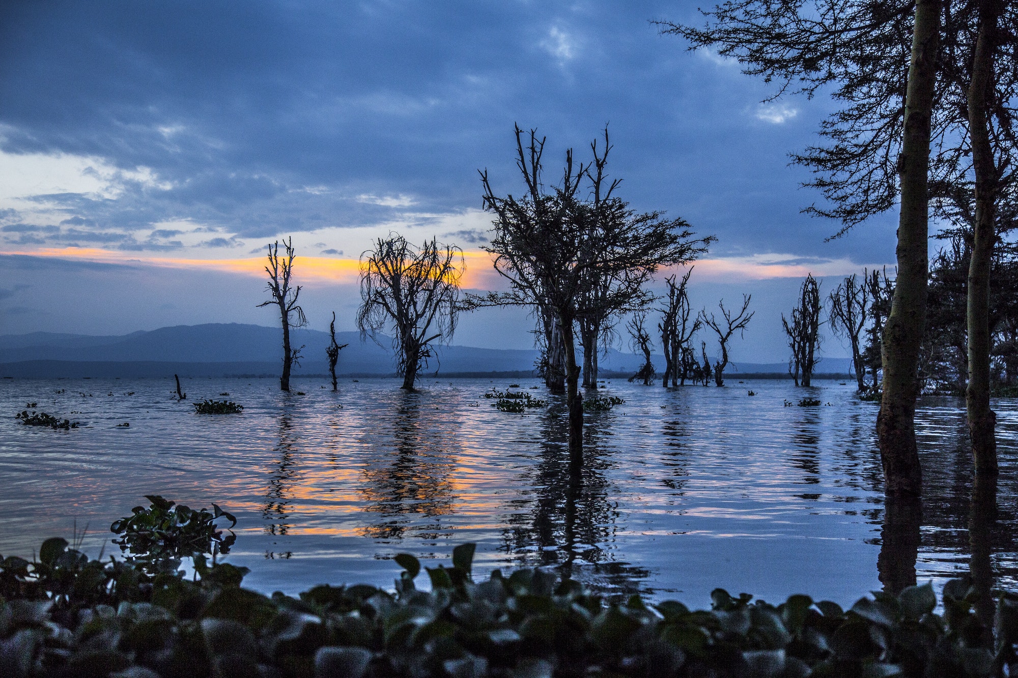 Trees sticking out of the water in Naivasha Hells Gate National Park, Kenya